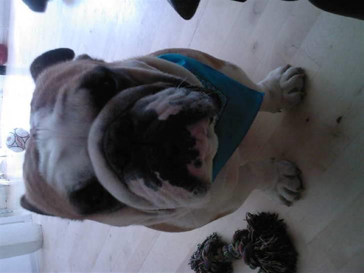 Engelsk bulldog J.J Kaldt Pølle. billede 17