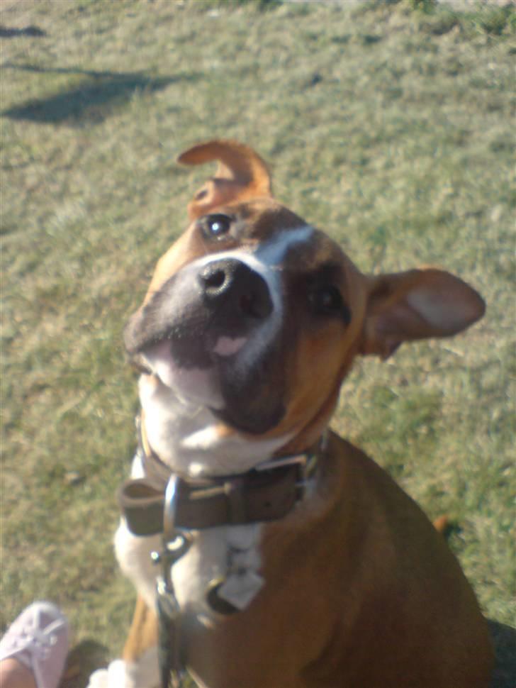 Amerikansk staffordshire terrier Proud Of Asya *Elsket og Savnet for Evigt* billede 18