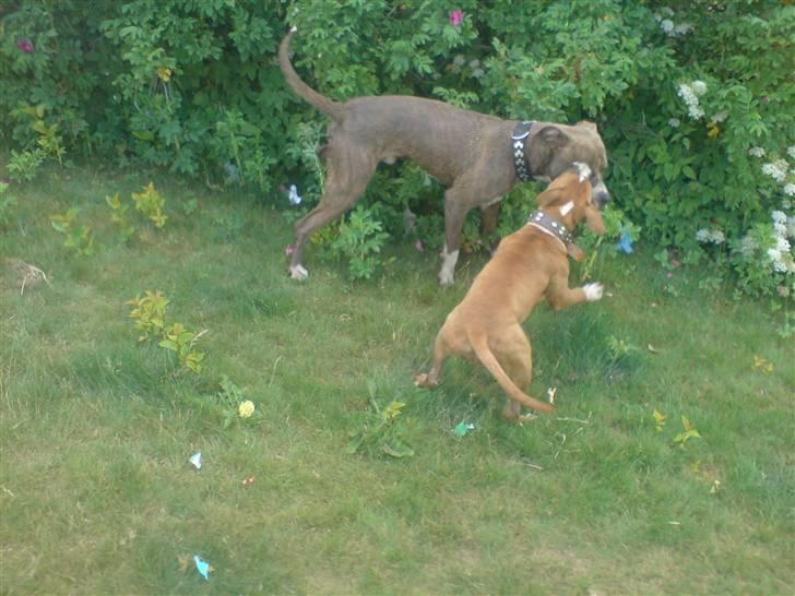 Amerikansk staffordshire terrier Proud Of Asya *Elsket og Savnet for Evigt* billede 19