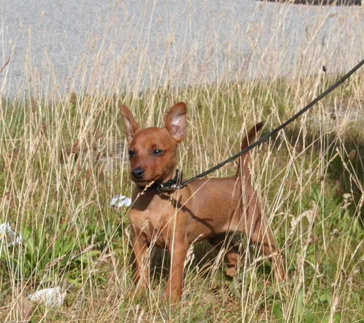 Dvaergpinscher Bombastic Leopold T F. - hej jeg er lige landet fra Finland og skulle ud og tisse. billede 1