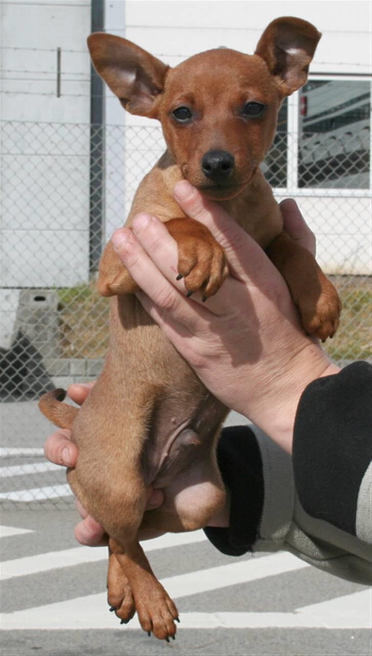 Dvaergpinscher Bombastic Leopold T F. - ser jeg sød ud,  billede 2