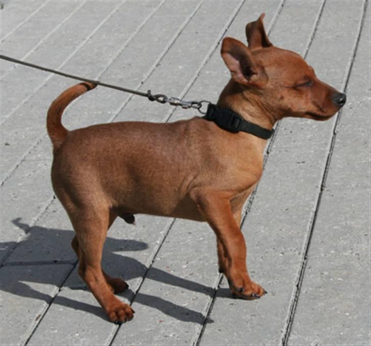 Dvaergpinscher Bombastic Leopold T F. - Uf, solen skinner på mig billede 3