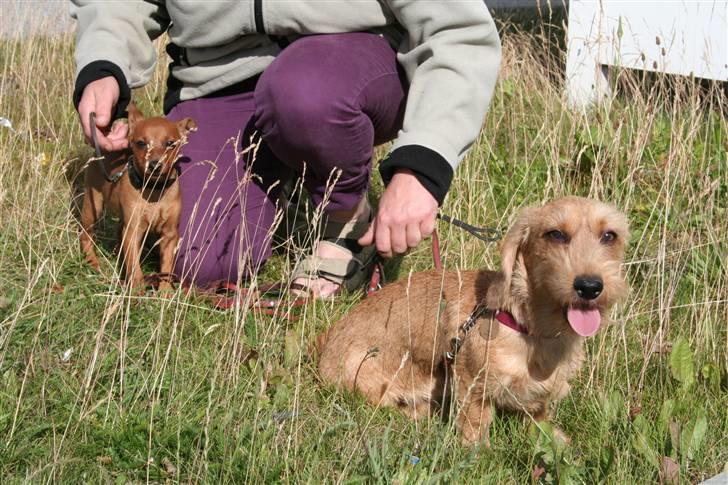 Dvaergpinscher Bombastic Leopold T F. - Farnaeshoej´s Jenka var med for at tage imod mig, det var dejligt at møde en vuf. billede 4