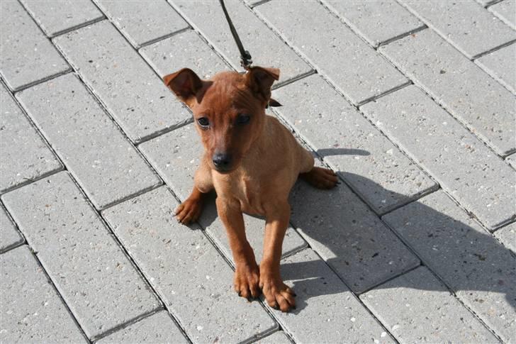 Dvaergpinscher Bombastic Leopold T F. - Jeg plasker lige numsen ned, det er så nyt at gå i snor. billede 5