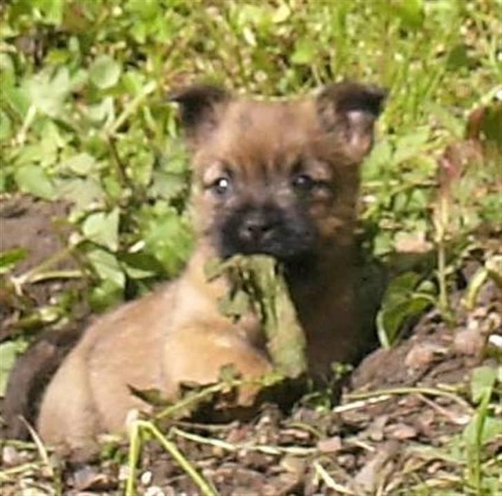 Cairn terrier Mille - Er jeg ikke bare skøn? billede 1