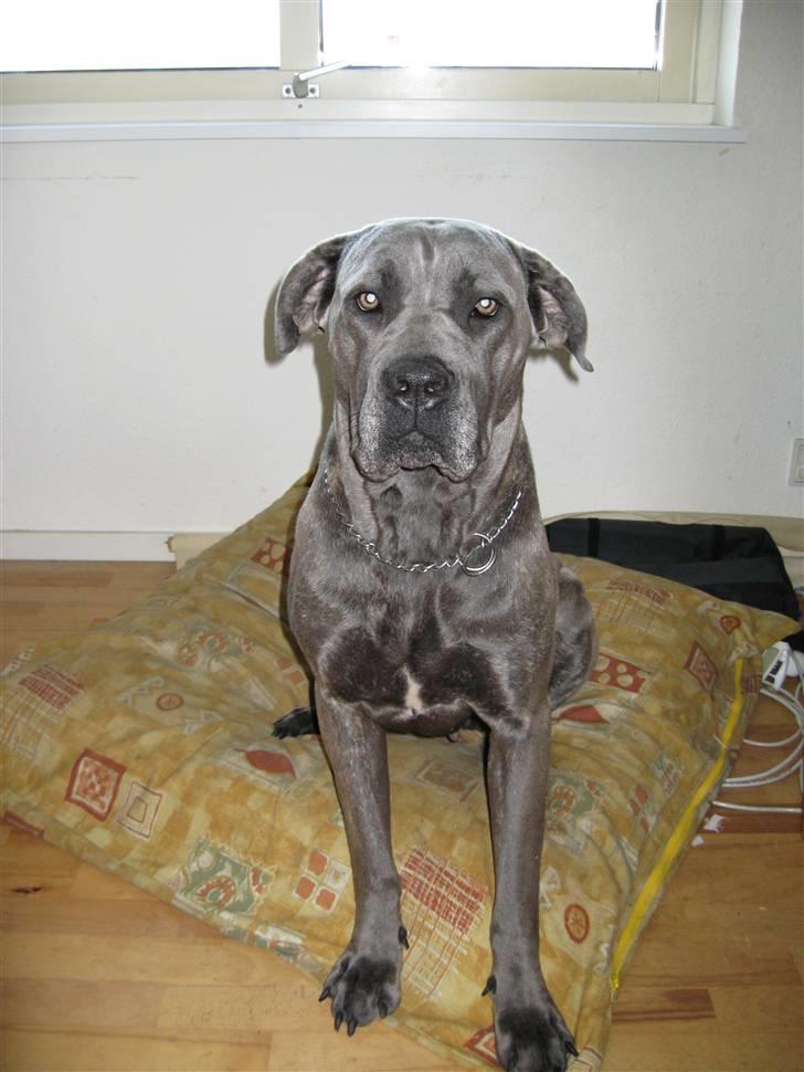 Cane corso mango billede 5