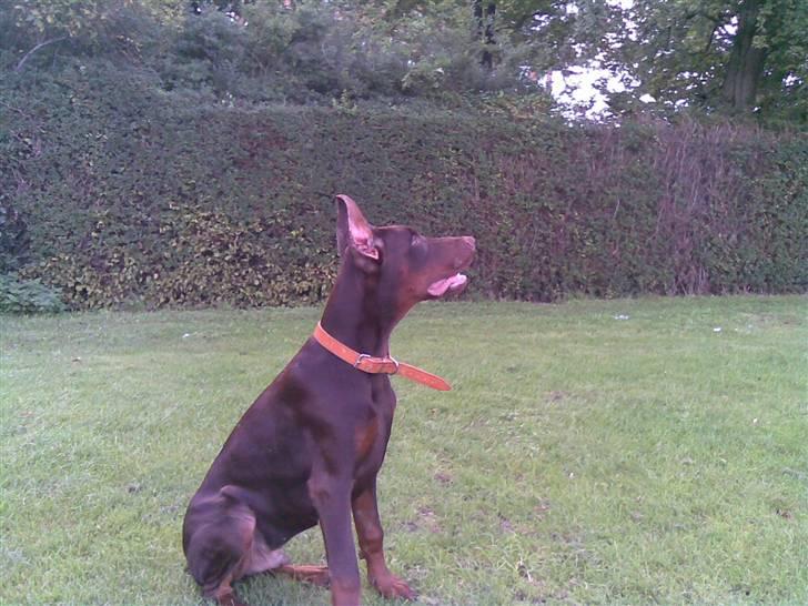 Dobermann Alpha - Smukke Alpha billede 1