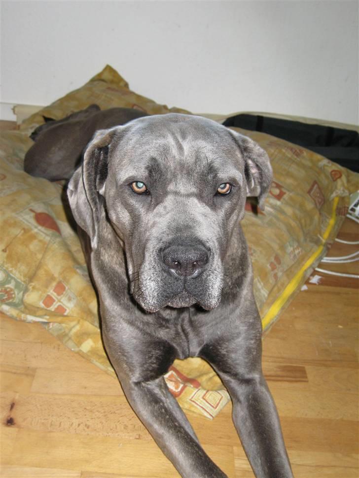 Cane corso mango billede 6