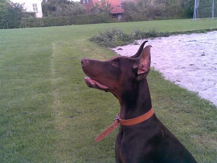 Dobermann Alpha - Jeg sidder så pænt.. billede 3