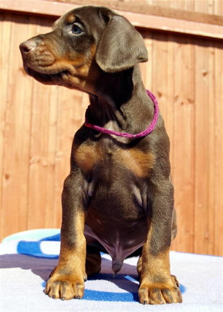 Dobermann Alpha billede 4