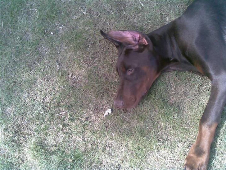 Dobermann Alpha billede 5