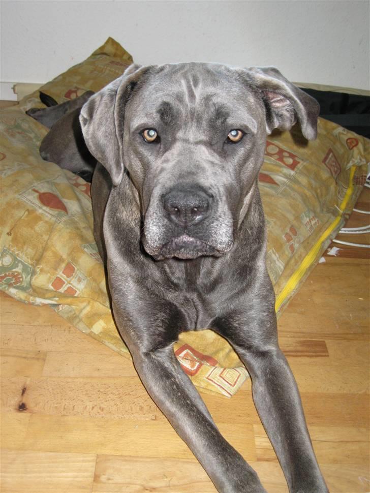 Cane corso mango billede 7