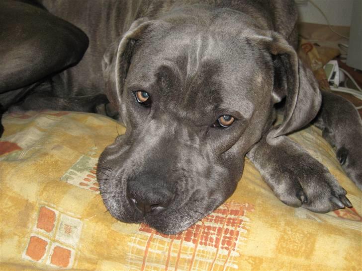 Cane corso mango billede 8