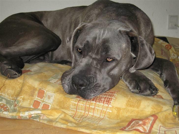 Cane corso mango billede 9