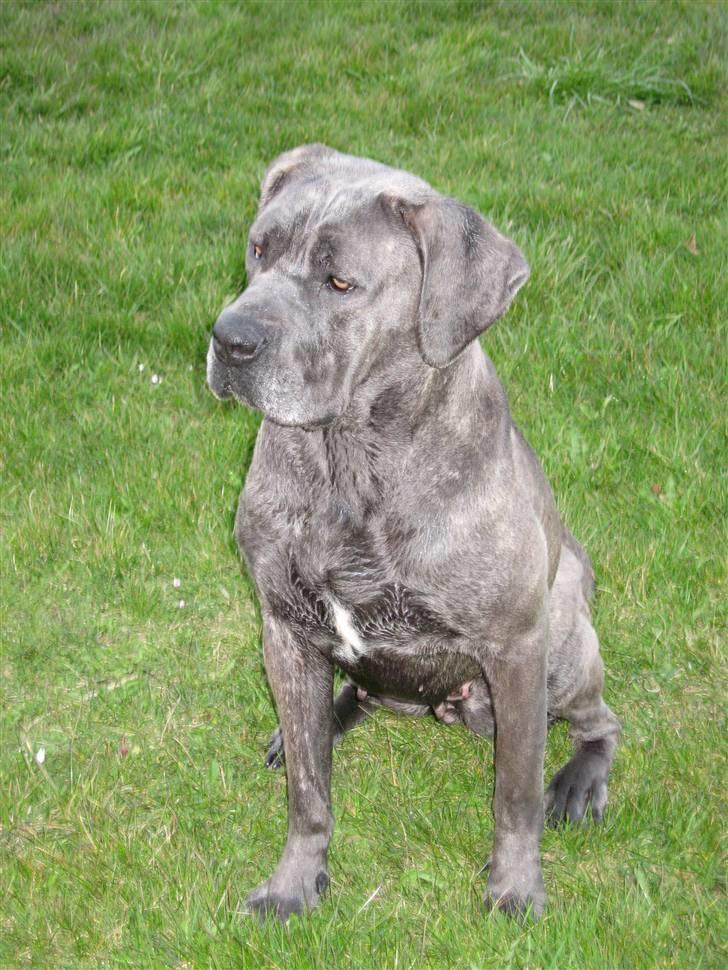 Cane corso mango billede 10