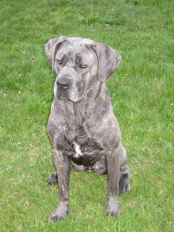 Cane corso mango billede 11