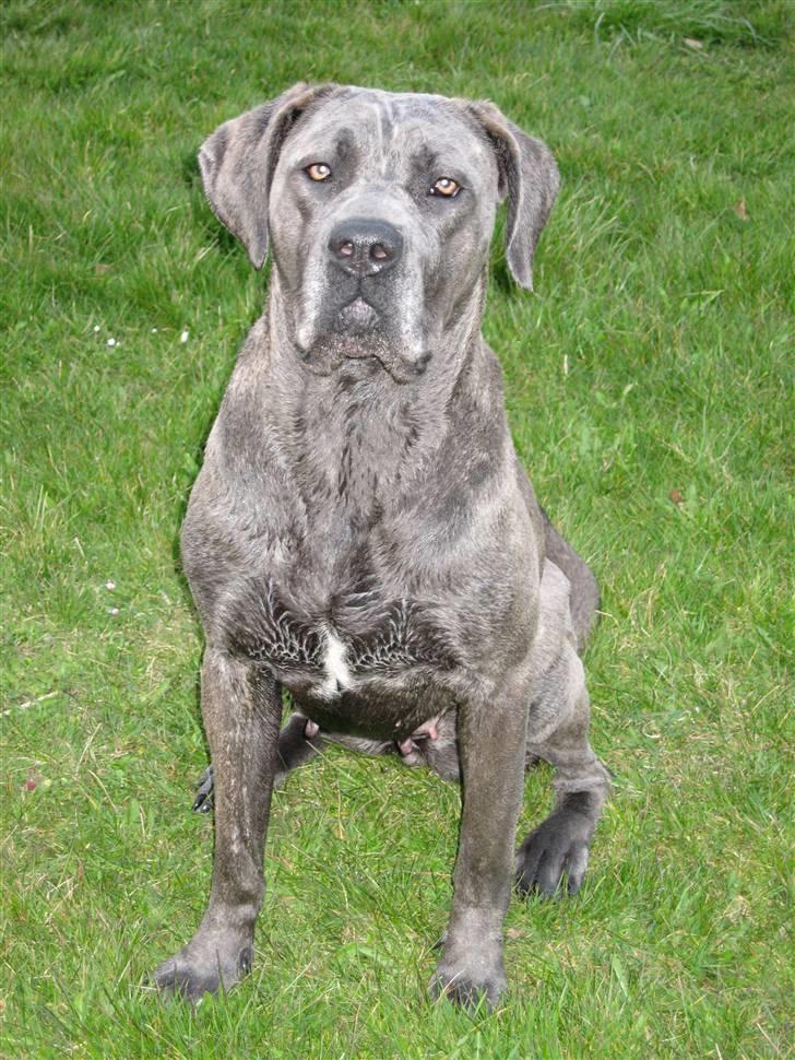 Cane corso mango billede 12
