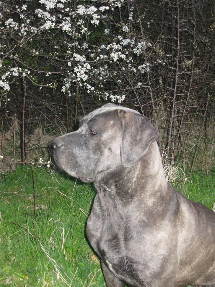 Cane corso mango billede 14
