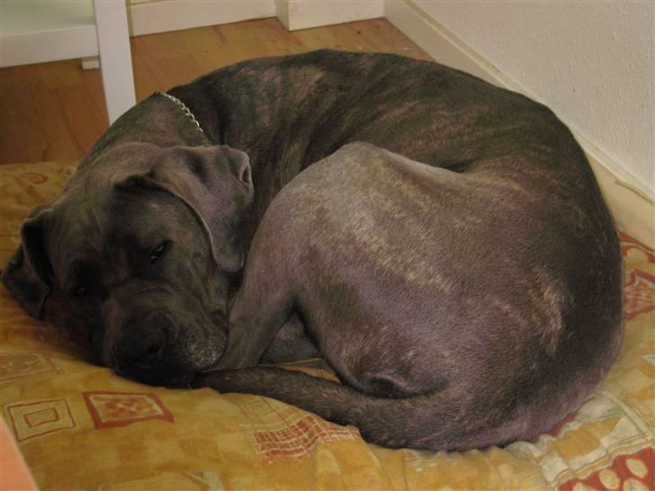 Cane corso mango - eeeeeeeeeeeelsker at rulle mig samme som en snegl :))))) billede 16