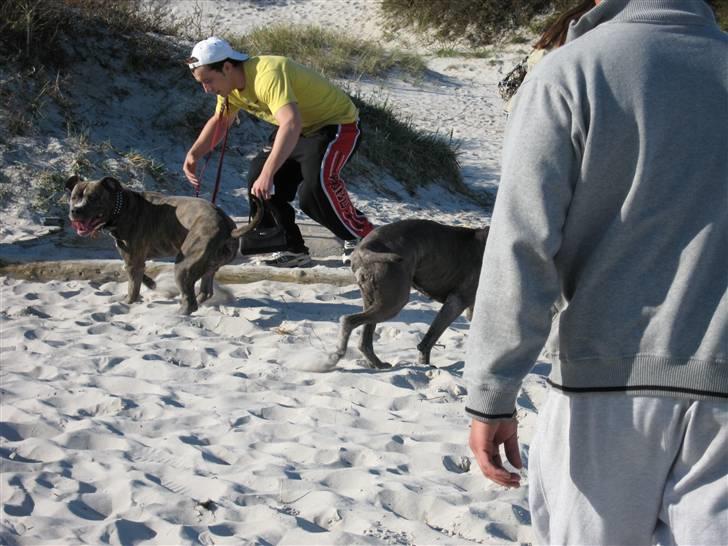 Cane corso mango billede 17