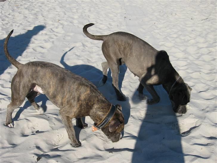 Cane corso mango - chico og mango....chico er til venstre og er den dejligste amstaff i verden :)))) billede 18