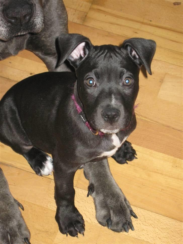 Cane corso mango - mango´s lillebror.....han er en af chico´s hvalpe fra sidste år :) billede 19