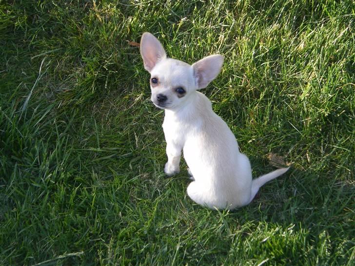 Chihuahua Mille  - Det bar mig :D billede 10