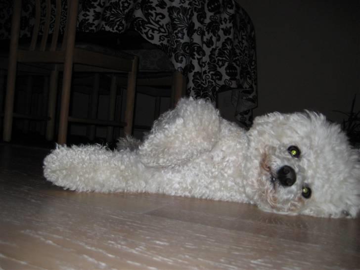 Bichon à poil frisé Baloo - Elsker at ligge og slappe af på gulvet ..  billede 19