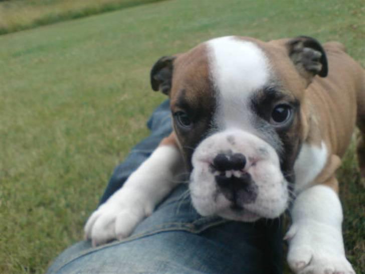 Engelsk bulldog Homer zetzsche Von kynoff - På vej op af fars ben;=) billede 1