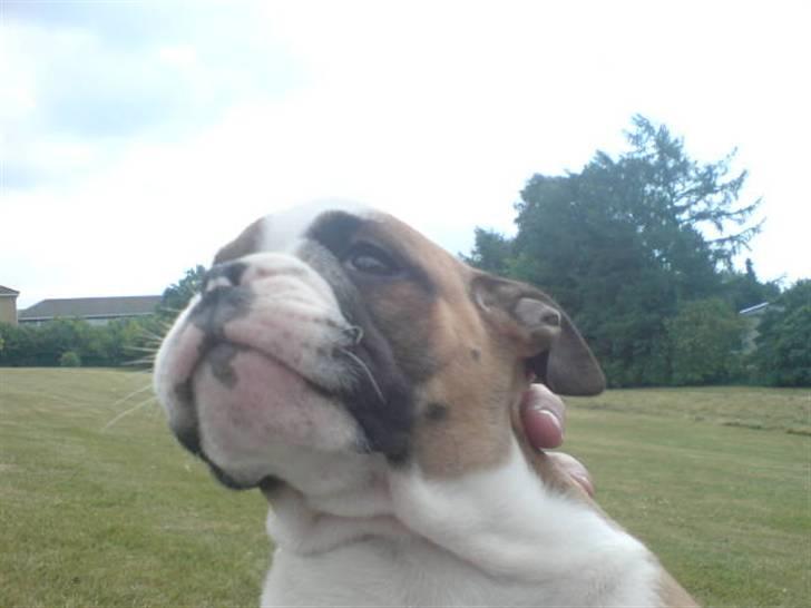 Engelsk bulldog Homer zetzsche Von kynoff billede 2