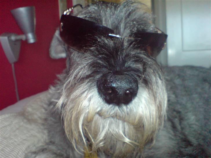 Mellemschnauzer Ozzy ( * Januar 2003 - + August 2013) billede 7