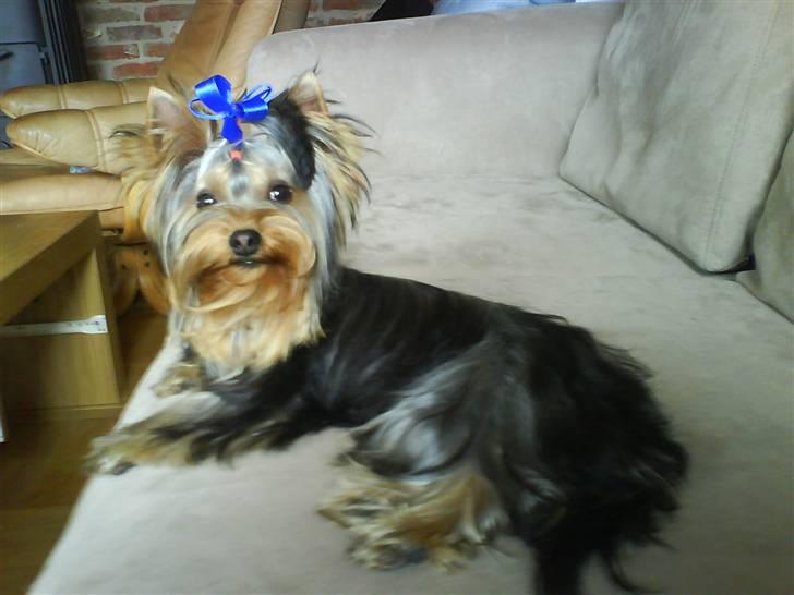 Yorkshire terrier Baltazar's DIno, Bailey billede 1