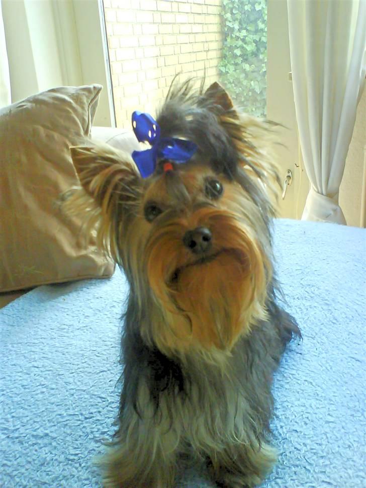 Yorkshire terrier Baltazar's DIno, Bailey billede 2