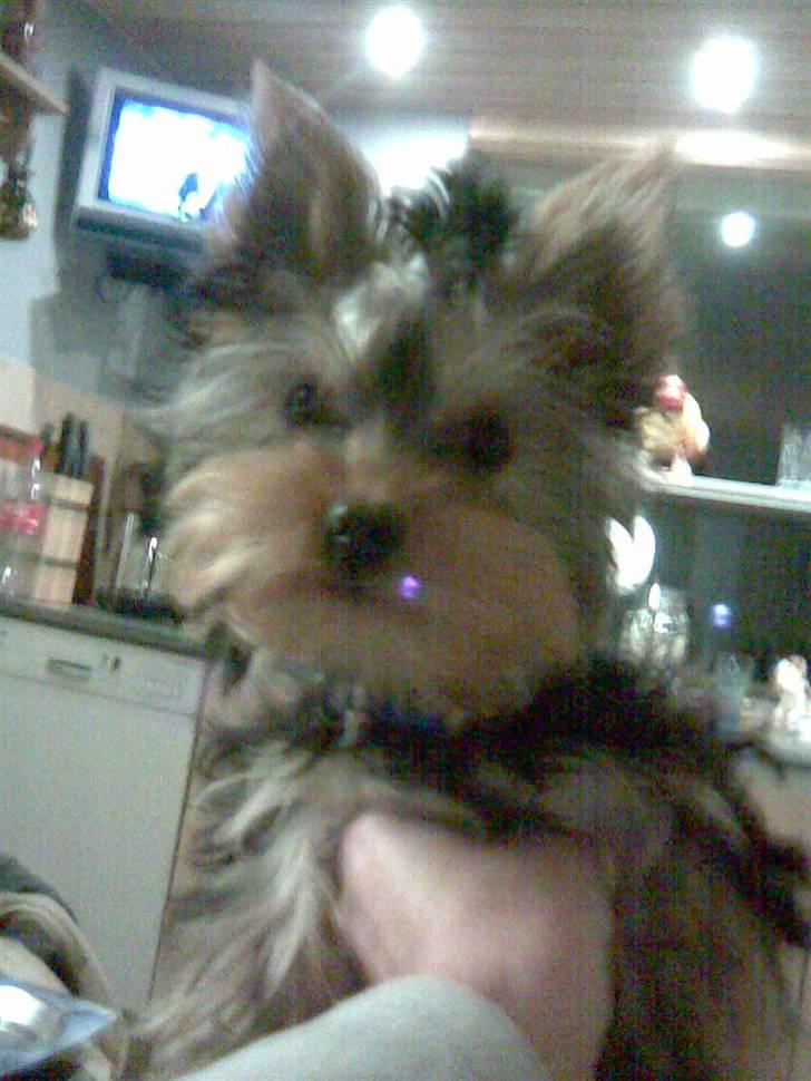 Yorkshire terrier Baltazar's DIno, Bailey billede 3