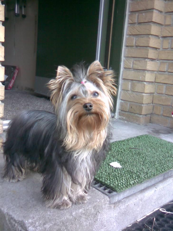 Yorkshire terrier Baltazar's DIno, Bailey billede 4