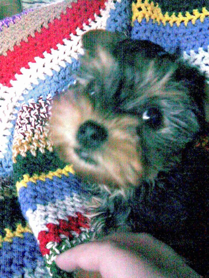 Yorkshire terrier Baltazar's DIno, Bailey billede 5