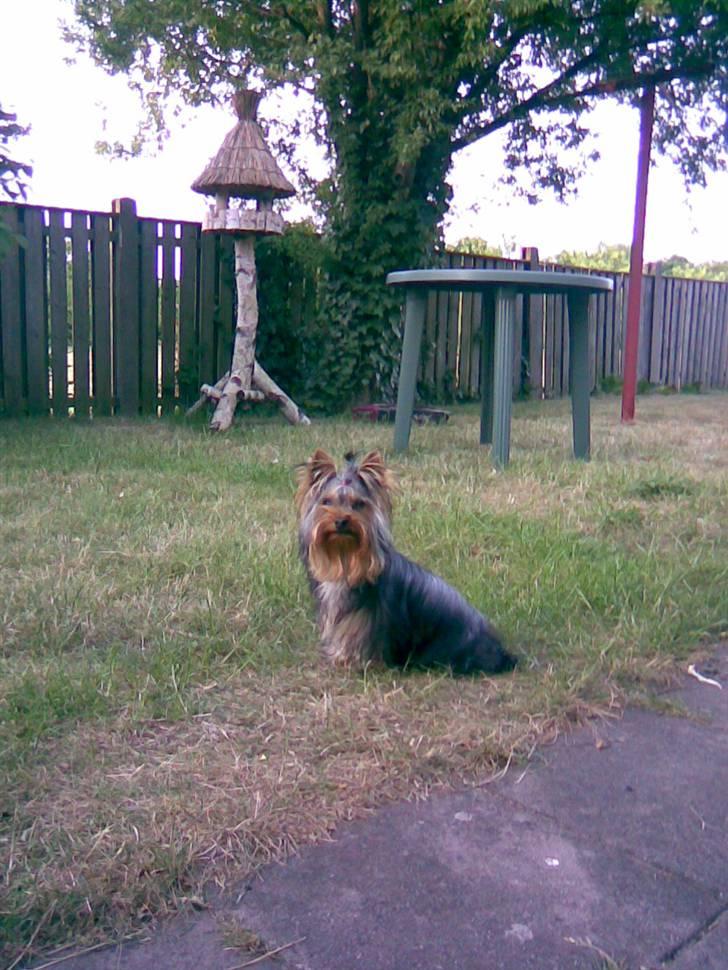 Yorkshire terrier Baltazar's DIno, Bailey billede 6