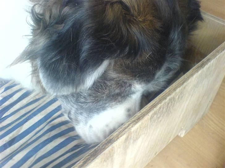 Sankt bernhardshund Trille billede 12