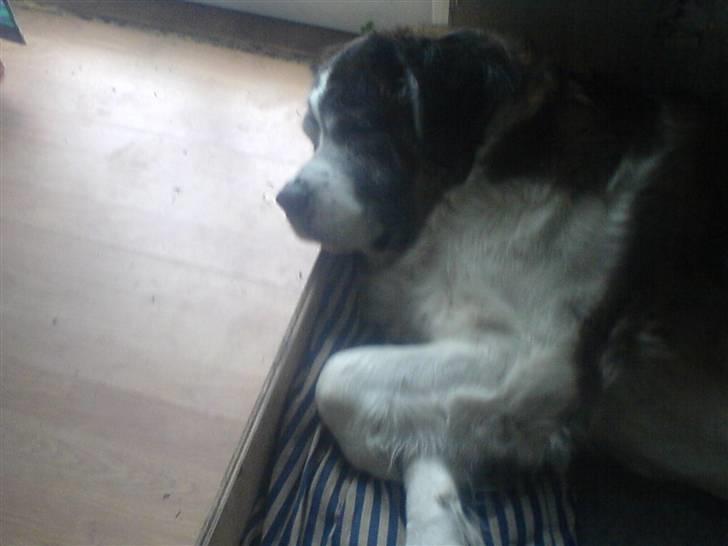 Sankt bernhardshund Trille billede 13