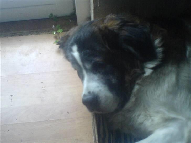 Sankt bernhardshund Trille billede 14