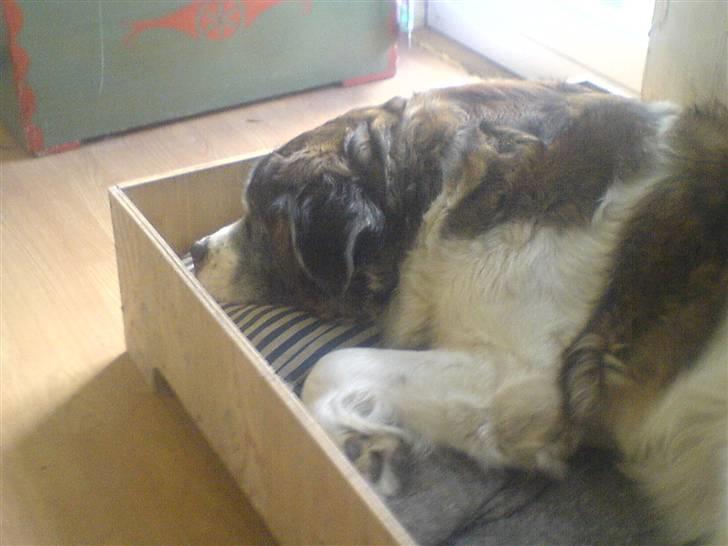 Sankt bernhardshund Trille billede 15