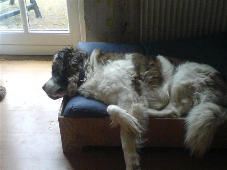 Sankt bernhardshund Trille billede 16