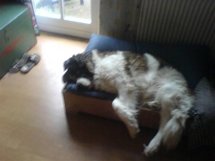 Sankt bernhardshund Trille billede 17