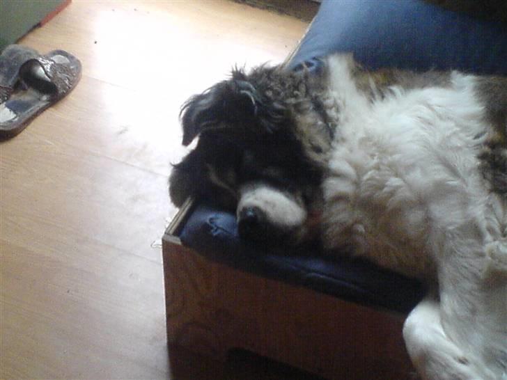 Sankt bernhardshund Trille billede 18