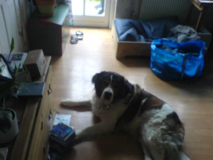 Sankt bernhardshund Trille billede 19