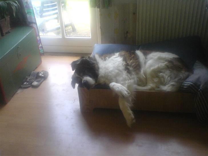 Sankt bernhardshund Trille billede 20