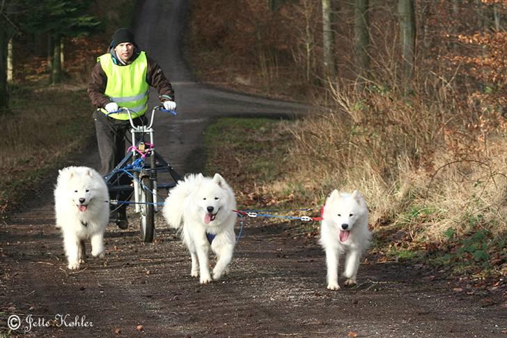 Samojedhund Discos Playboy billede 9