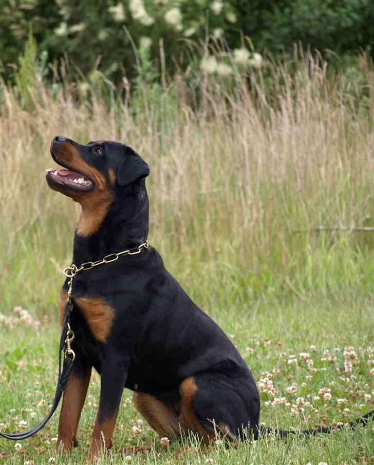 Rottweiler Nikita, dornenhof  R.I.P - Nikita 14 mdr billede 2