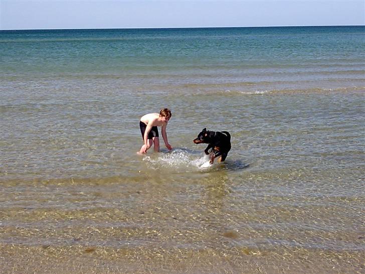 Rottweiler Nikita, dornenhof  R.I.P - 1. tur på stranden billede 3