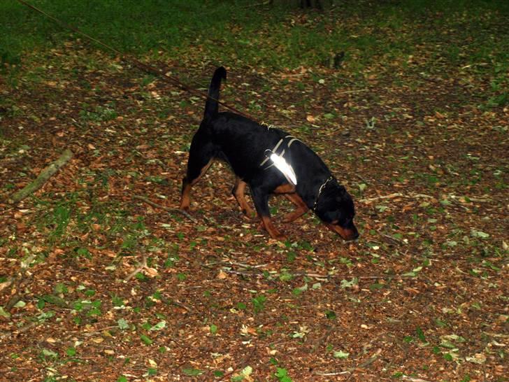 Rottweiler Nikita, dornenhof  R.I.P - Til spor billede 4